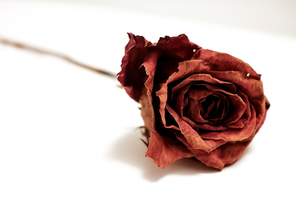 A dying rose